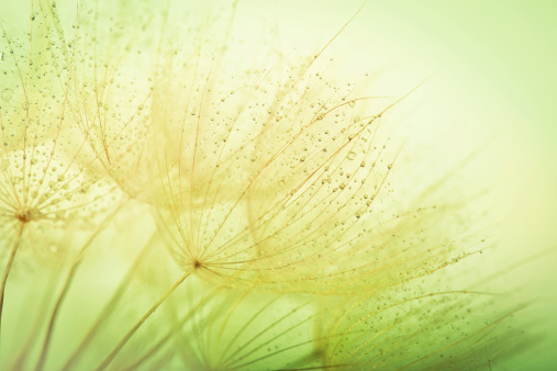 Dandelion seed with water drops