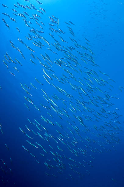 istock School of Mackerel 184966382