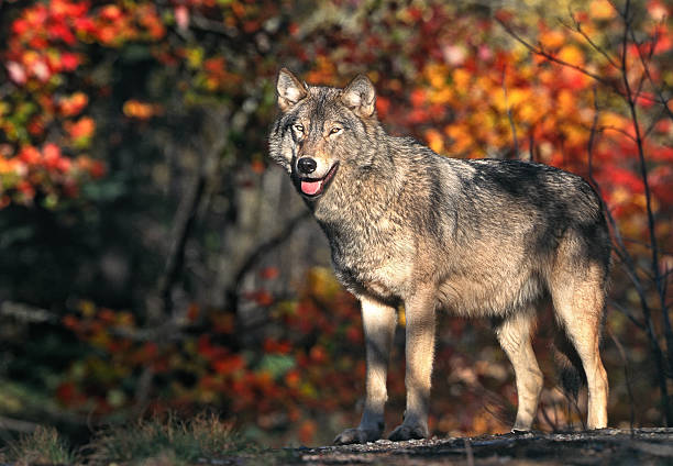 회색늑대 in 추절 - canadian timber wolf 뉴스 사진 이미지