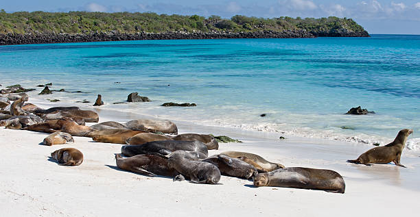 istock Galapagos Seal Lions on a beach 184966671