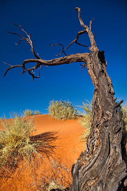 dried up bush on a sand dune in Namibia