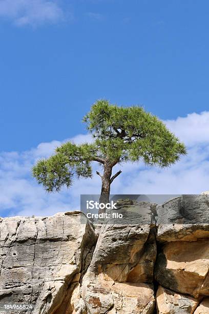 Pine Cliff Foto de stock y más banco de imágenes de Acantilado - Acantilado, Aguja - Parte de planta, Azul