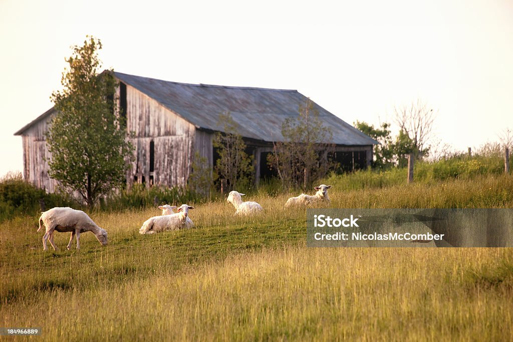 Ovelhas descansando na frente de um velho celeiro - Foto de stock de Fazenda royalty-free