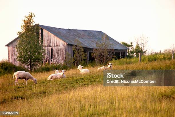 Foto de Ovelhas Descansando Na Frente De Um Velho Celeiro e mais fotos de stock de Fazenda - Fazenda, Quebec, Agricultura