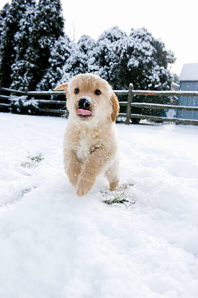 istock Puppy Playing in snow 184966945
