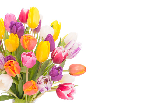 Vibrant Bouquet of Tulips Isolated on White.