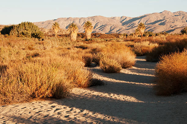 istock Desert oasis near Palm Springs, California 184967022
