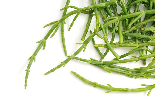 Samphire scattered. Samphire(Salicornia) scattered across a white background. salicornia europaea stock pictures, royalty-free photos & images