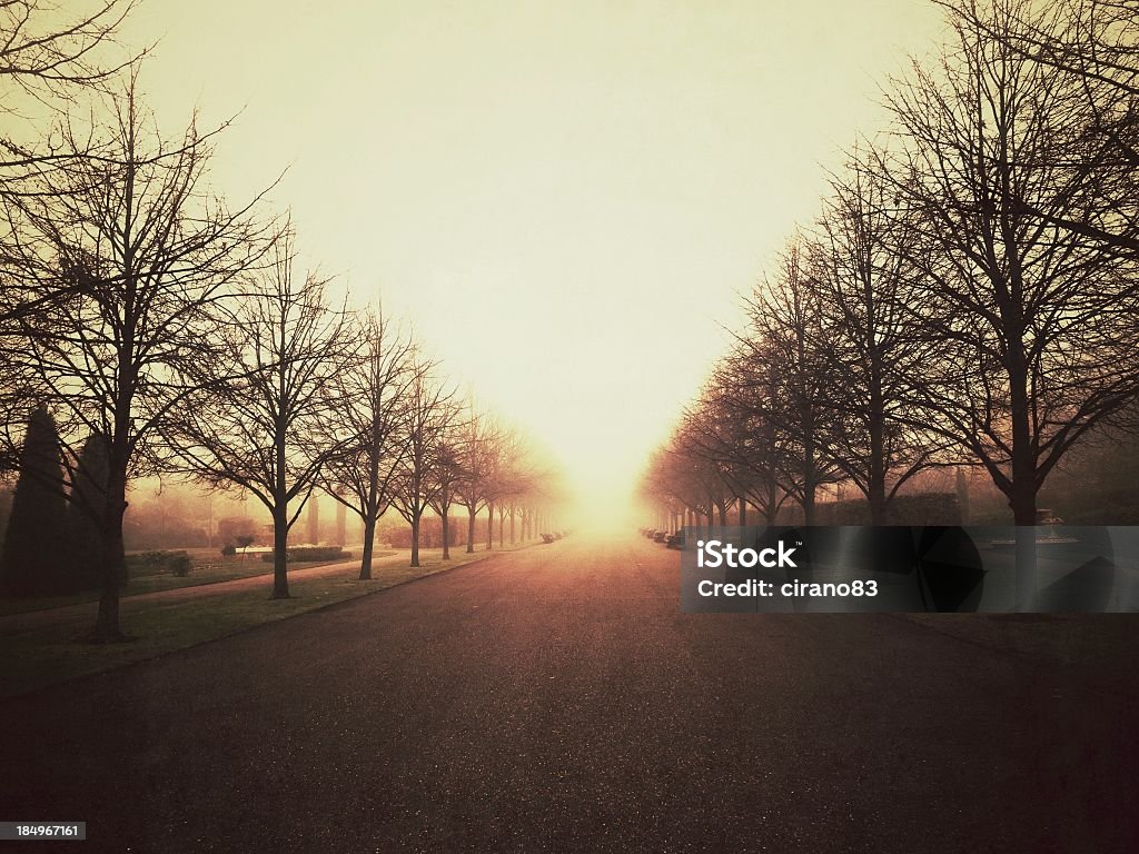 Ряд деревьев путь в туман, Риджентс-парк, Лондон. - Стоковые фото Риджентс-парк роялти-фри