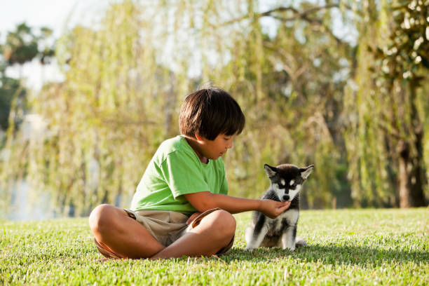 istock Boy playing with husky puppy 184967222