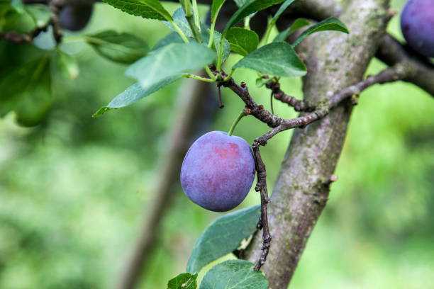istock Plum tree branch with ripe juicy fruits on sunset light. 1849672673