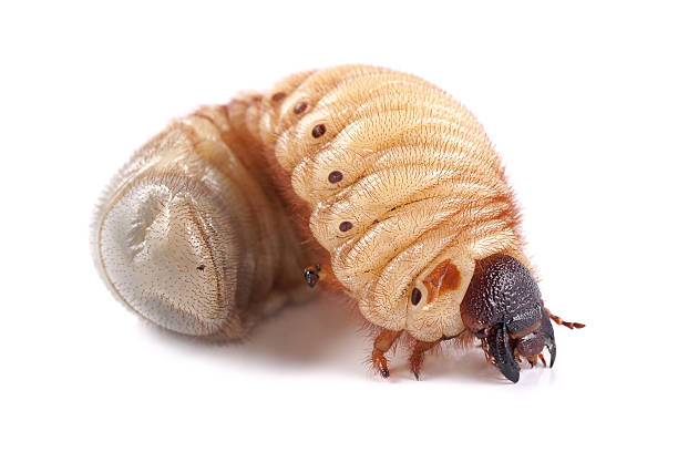 istock Rhinoceros beetle (Xylotrupes gideon), larva on white background 184967423