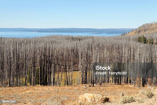 Foto de Queimadas Floresta Em Yellowstone Natl Park e mais fotos de stock de Conceito - Conceito, Cor Preta, Desastre ecológico