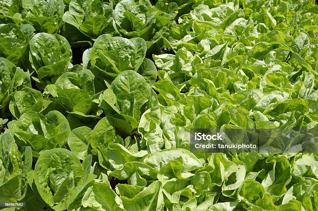 Lettuce - Royalty-free Agricultura Foto de stock