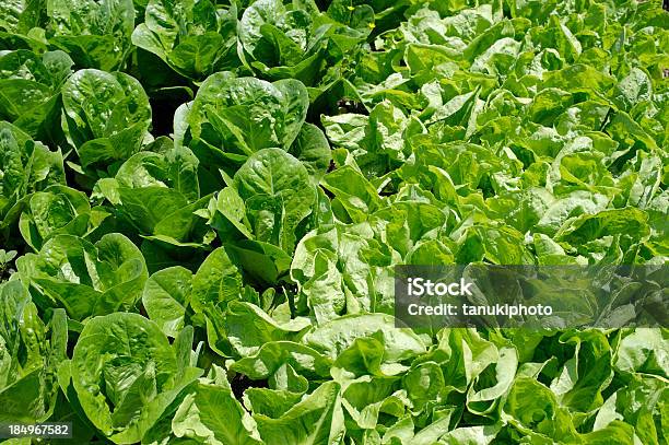 Lettuce - Fotografias de stock e mais imagens de Agricultura - Agricultura, Alface, Alimentação Saudável