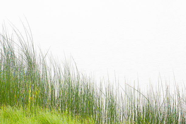 Tall Grass at Water's Edge "Tall grass at edge of pond, lots of copy space" marram grass photos stock pictures, royalty-free photos & images