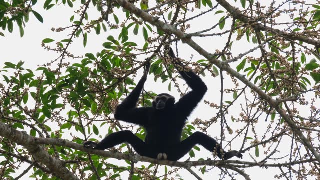 Hanging with both hands, legs spreading on the branch to create balance but also brave enough to display his white genitals as symbol of its future, Pileated gibbon Hylobates pileatus, Thailand