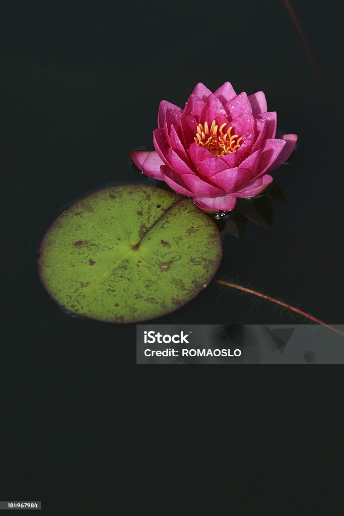 Lírio de água-de-rosa com espaço para texto - Foto de stock de Aberto royalty-free