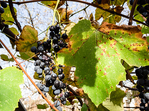 bunch of ripe black Isabella grapes between yellowing leaves in vineyard on sunny autumn day