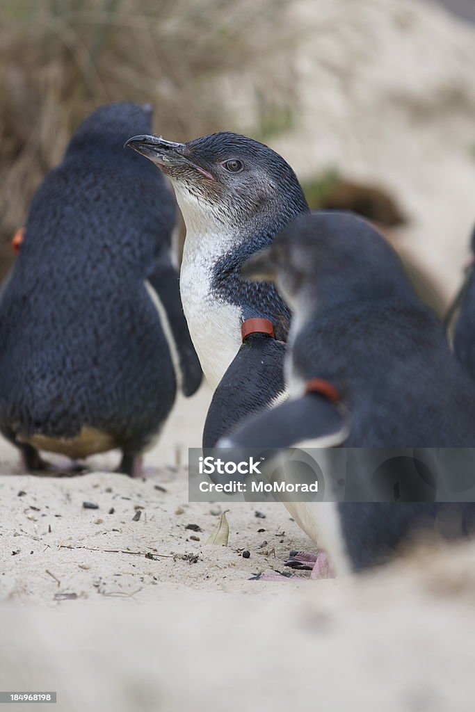 Little pingüino - Foto de stock de Ala de animal libre de derechos