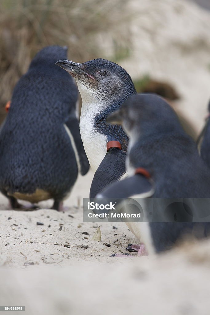 小さなペンギン - オーストラリアのロイヤリティフリーストックフォト