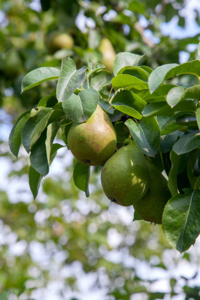 istock Shiny delicious pears hanging from a tree branch in the orchard. 1849683775