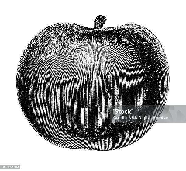 Apple Ilustrações Vintage Clipart De Fruta Jardim - Arte vetorial de stock e mais imagens de Agricultura - Agricultura, Alimentação Saudável, Arte Linear