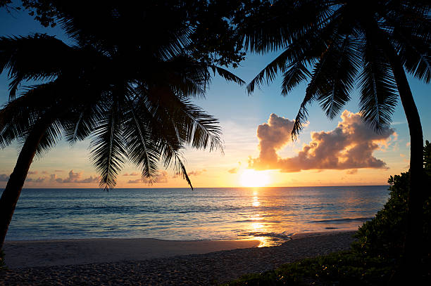 istock Classic Tropical Sunset Between Palm Silhouettes 184968493