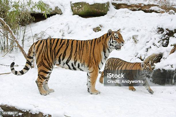 Tigress Und Cub Im Winter Stockfoto und mehr Bilder von Tiger - Tiger, Extremlandschaft, Fotografie