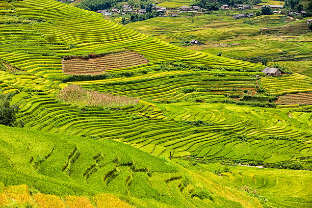 istock Rice fields near Sapa town in North Vietnam 184968732