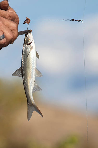 istock Small fish, caught on fishing line 184968745