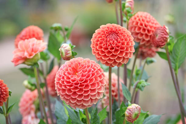 istock Orange pompon ball Dahlia 'Cornel Brons'  in flower. 1849689094