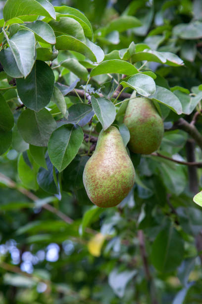istock Shiny delicious pears hanging from a tree branch in the orchard. 1849689614