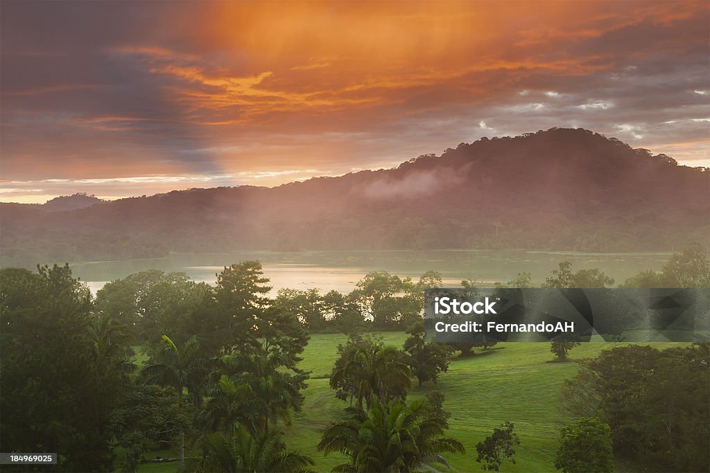 La mañana en el bosque tropical - Foto de stock de Panamá libre de derechos