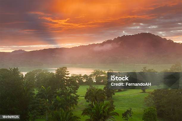 La Mañana En El Bosque Tropical Foto de stock y más banco de imágenes de Panamá - Panamá, Bosque pluvial, Selva Tropical