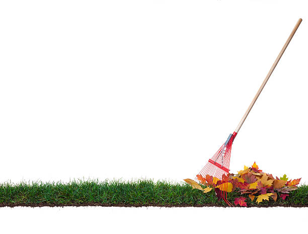 Isolated Rake and leaves on a strip of grass stock photo