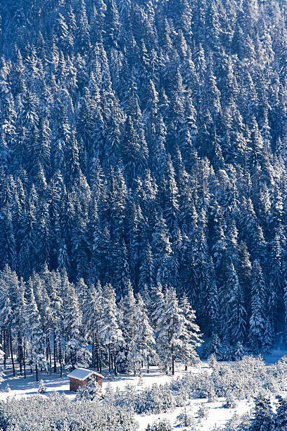 Winter Forest stock photo