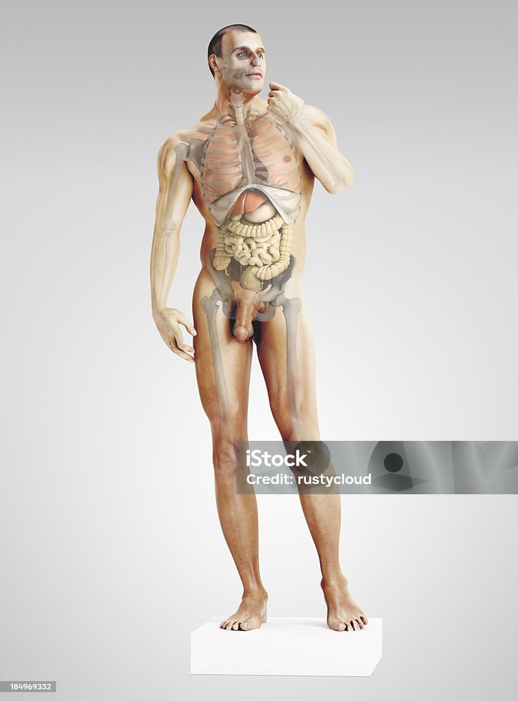 Anatomia umana - Foto stock royalty-free di Malattia