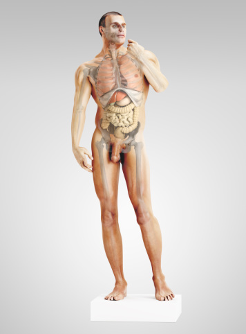 Realistic rendered human male with visible organs and skeleton.