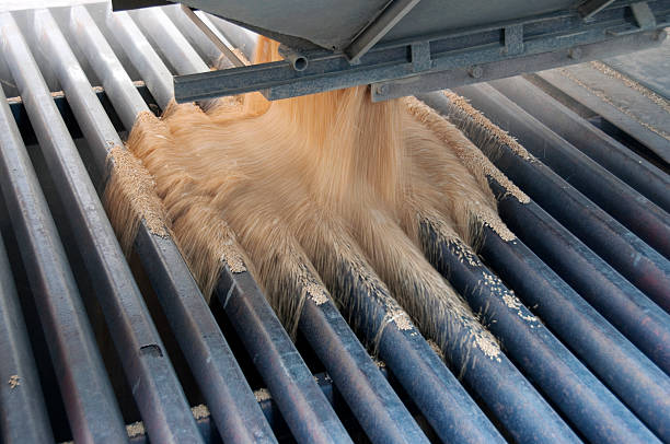 istock Harvested wheat kernels pouring from truck through metal grate 184969468