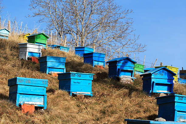 Beehives stock photo