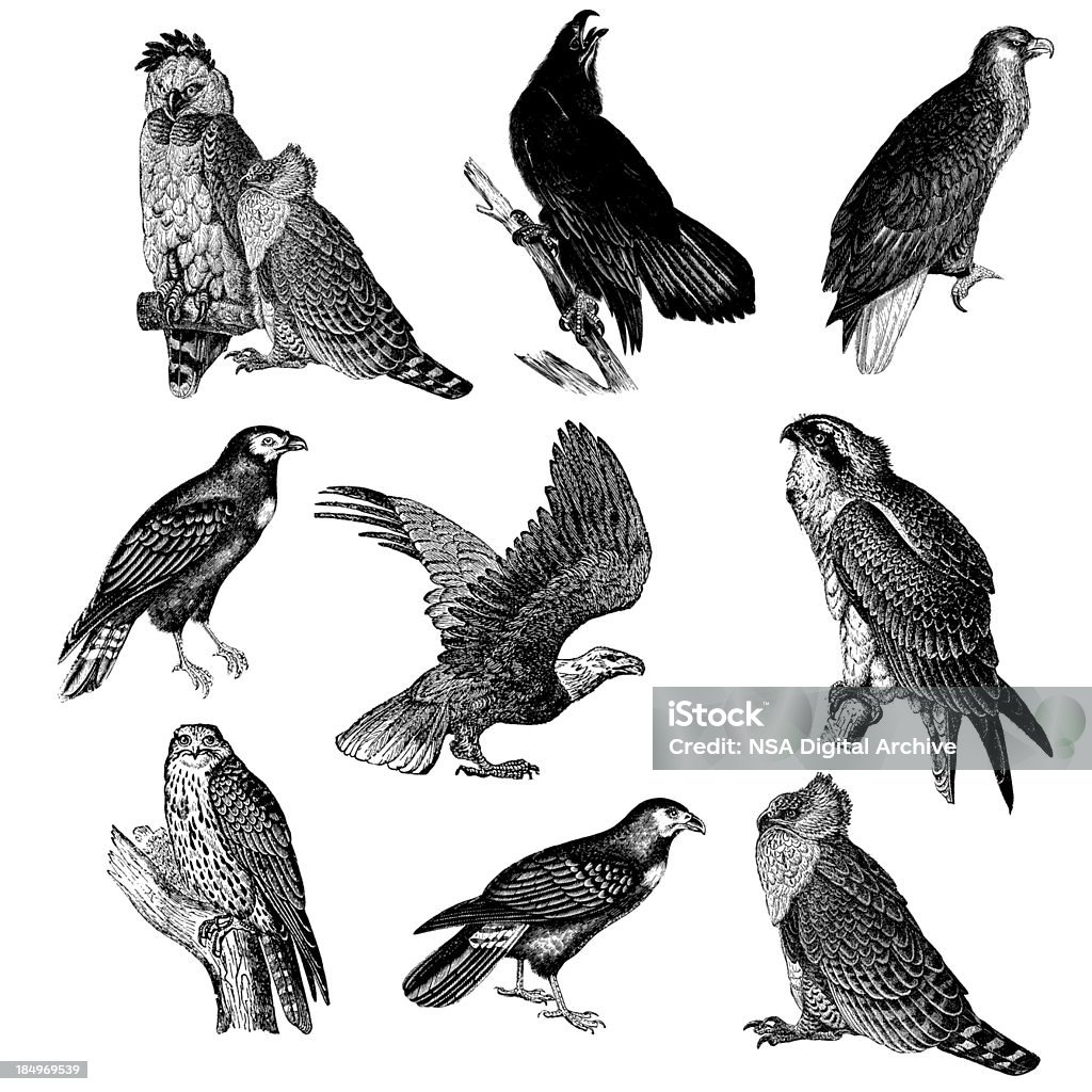 Sammlung von Raptor Vogel Illustrationen – Adler, Falken, Fischadler, Caracara - Lizenzfrei Fischadler Stock-Illustration