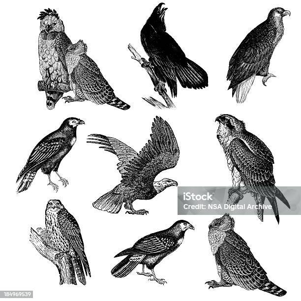 Sammlung Von Raptor Vogel Illustrationen Adler Falken Fischadler Caracara Stock Vektor Art und mehr Bilder von Fischadler