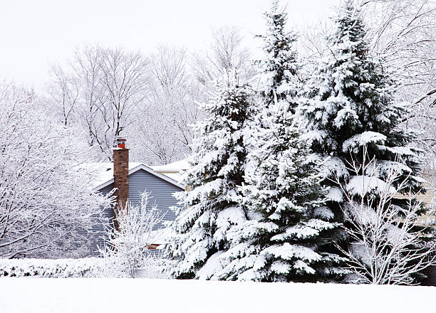 istock Snowy Spruce and Chimney 184969694