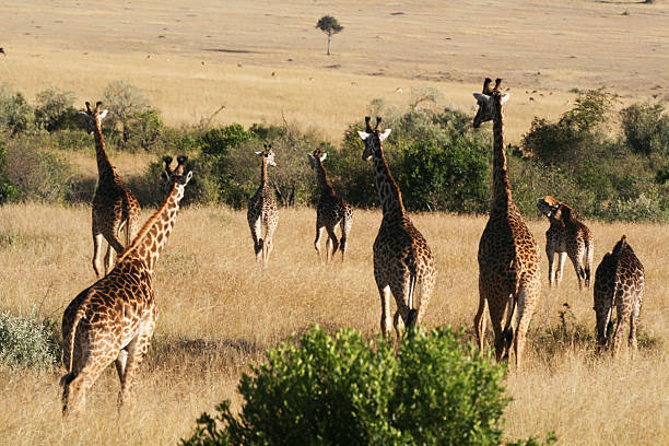 istock Giraffes at the Serengetti 184969696