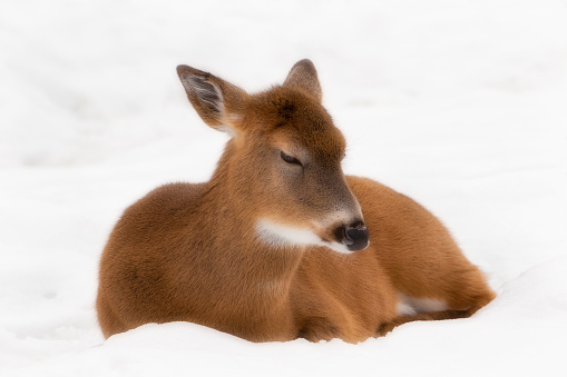 Front view soft image of beautiful deer relaxing in snow