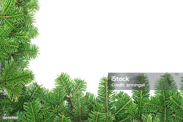 モミブローダー白背景 - クリスマスツリーのストックフォトや画像を多数ご用意 - クリスマスツリー, 小枝, 常緑樹