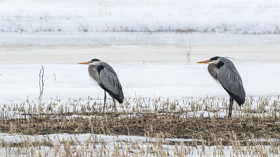 Two Great Blue Herons in snowy agricultural field at springtime