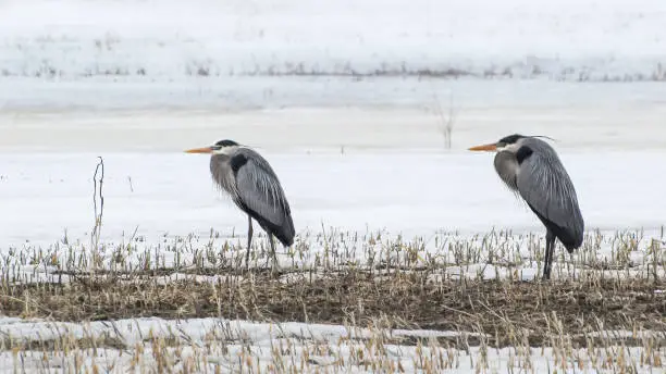 Couple of herons standing on earth patch in snowy field