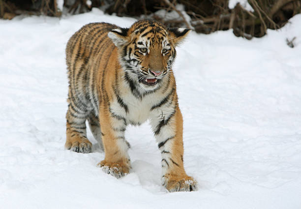 istock Cute Little Tiger In Winter 184970144